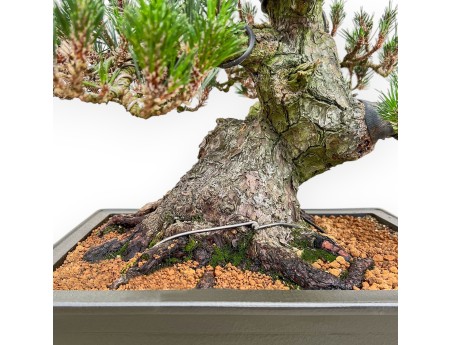 Pinus Thunbergii Senjomaru - Zwart Den - 60 cm