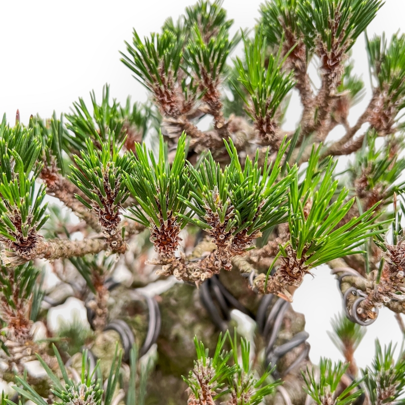Pinus Thunbergii Senjomaru - Pino Negro - 60 cm