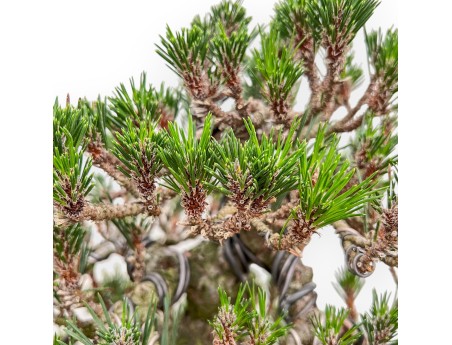 Pinus Thunbergii Senjomaru - Black Pine - 60 cm
