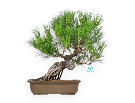 Pinus Thunbergii - Pino Nero - 44 cm
