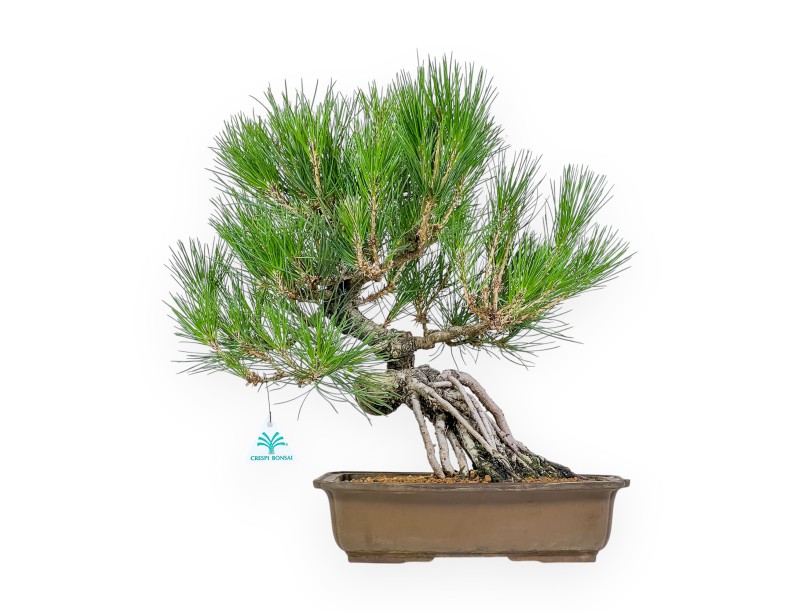 Pinus Thunbergii - Pino Negro - 44 cm