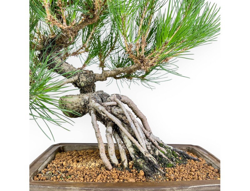 Pinus Thunbergii - Pino Negro - 44 cm