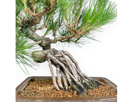 Pinus Thunbergii - Pino Negro - 44 cm