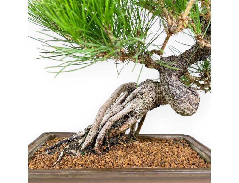 Pinus Thunbergii - Pino Nero - 44 cm