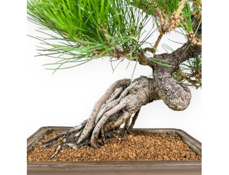 Pinus Thunbergii - Pino Nero - 44 cm