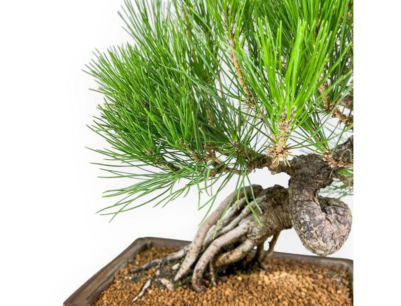 Pinus Thunbergii - Pino Negro - 44 cm