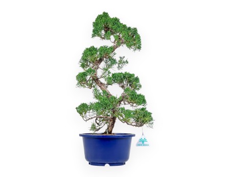 Juniperus Chinensis - Juniper - 54 cm