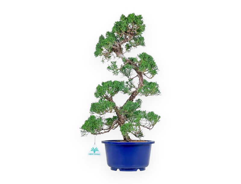 Juniperus Chinensis - Juniper - 54 cm
