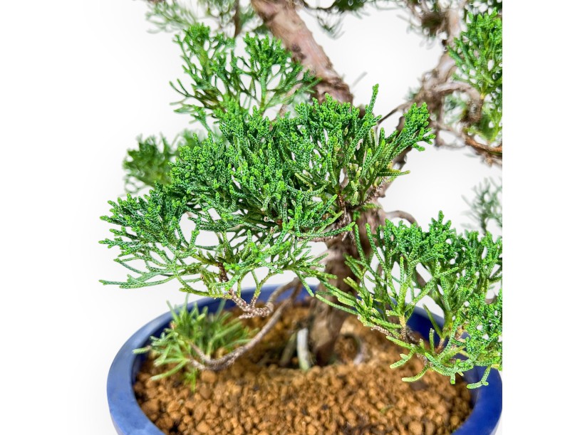Juniperus Chinensis - Juniper - 54 cm