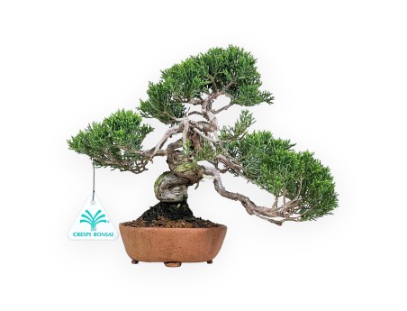 Juniperus Chinensis - Wacholder - 21 cm