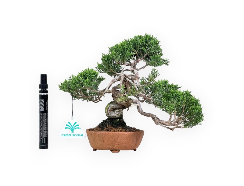 Juniperus Chinensis - Enebro - 21 cm