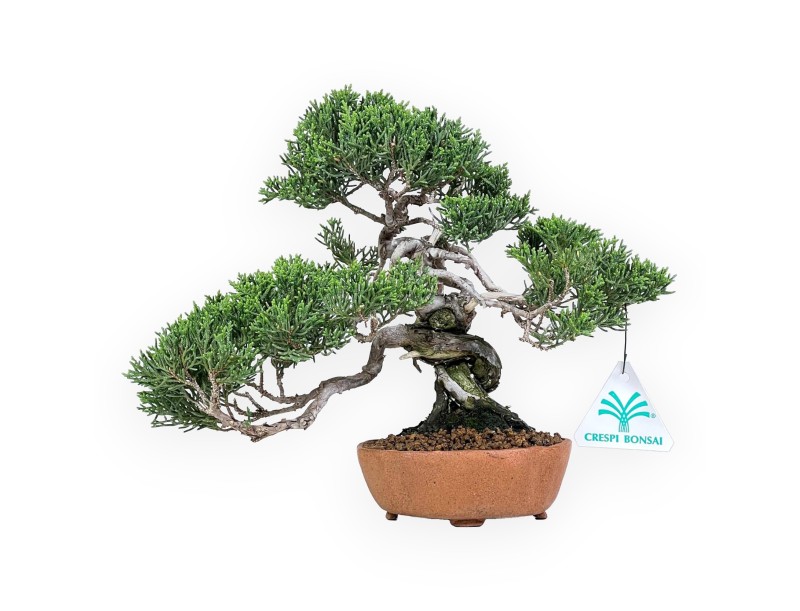 Juniperus Chinensis - Enebro - 21 cm