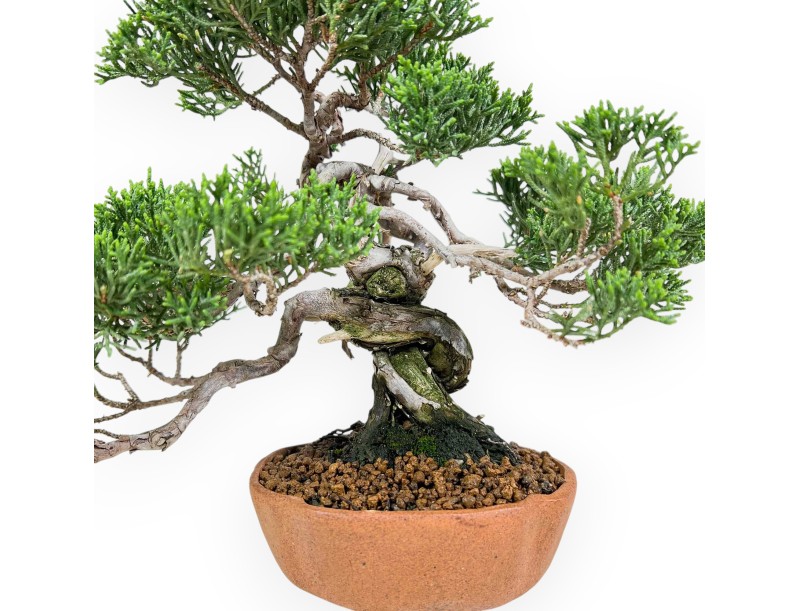 Juniperus Chinensis - Wacholder - 21 cm