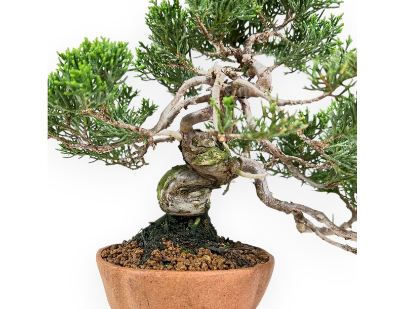 Juniperus Chinensis - Wacholder - 21 cm