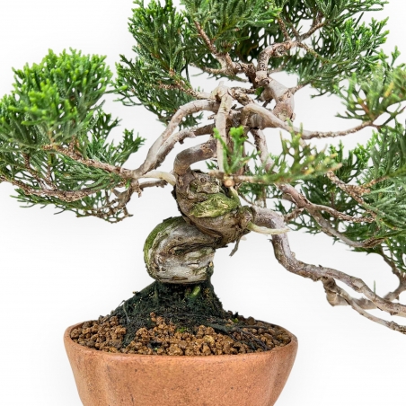 Juniperus Chinensis - Juniper - 21 cm