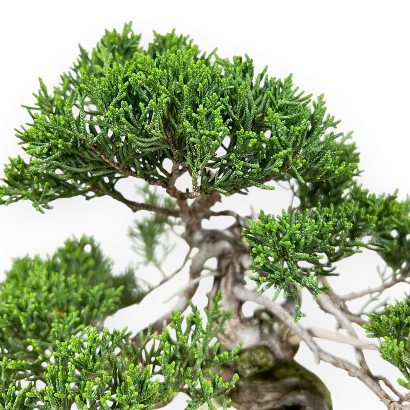 Juniperus Chinensis - Enebro - 21 cm