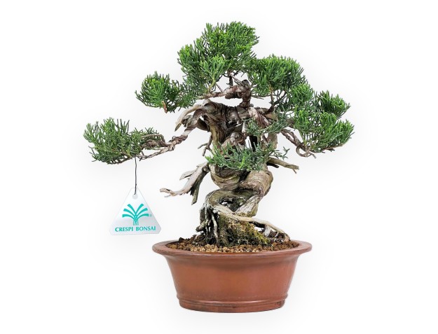Juniperus Chinensis - Enebro - 27 cm