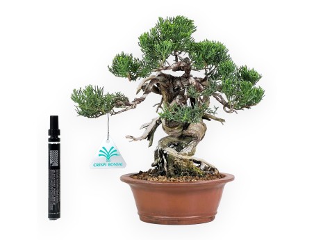 Juniperus Chinensis - Juniper - 27 cm