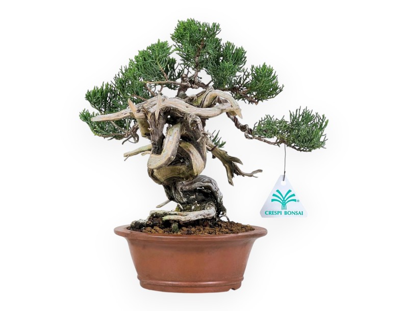 Juniperus Chinensis - Juniper - 27 cm