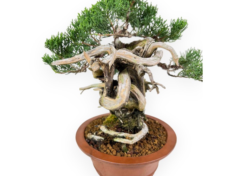 Juniperus Chinensis - Enebro - 27 cm