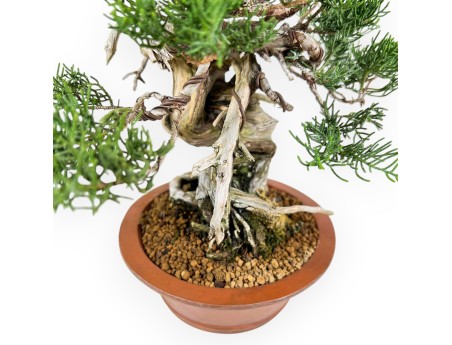 Juniperus Chinensis - Enebro - 27 cm
