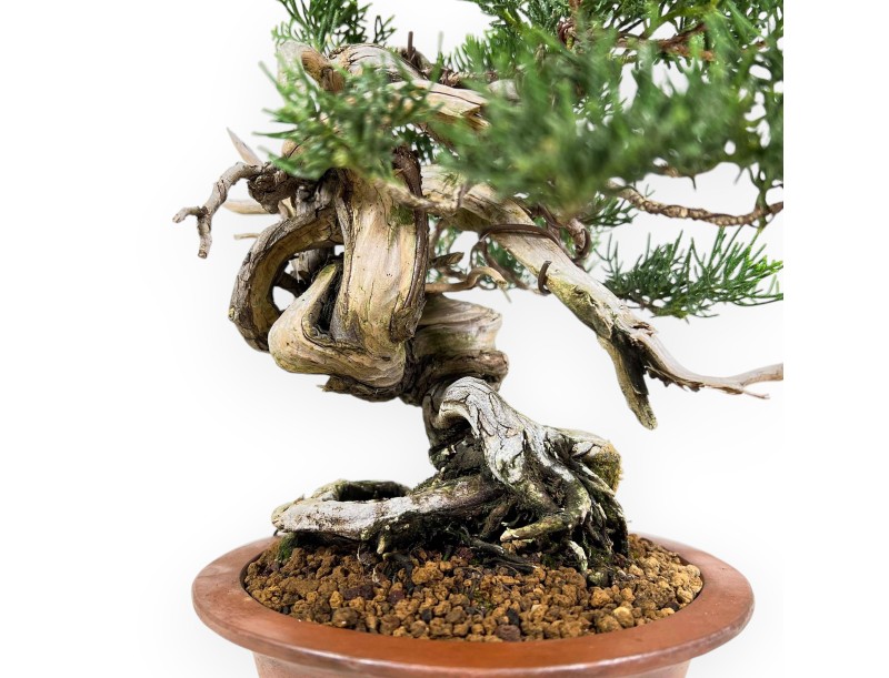 Juniperus Chinensis - Wacholder - 27 cm