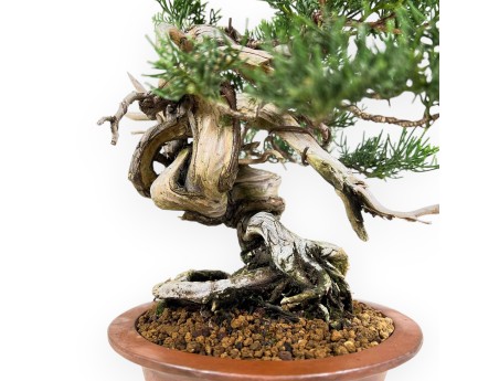 Juniperus Chinensis - Genévrier - 27 cm