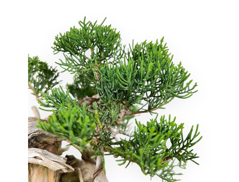 Juniperus Chinensis - Juniper - 27 cm