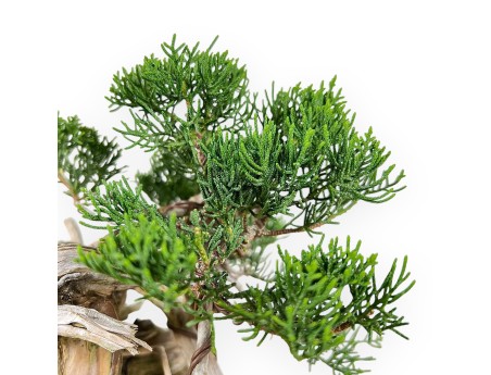 Juniperus Chinensis - Enebro - 27 cm