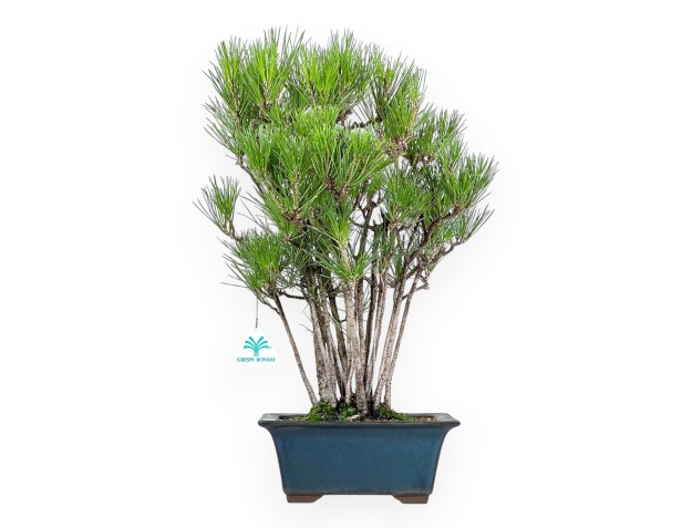 Pinus Thunbergii - Pino Negro - 49 cm