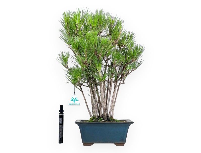 Pinus Thunbergii - Pino Nero - 49 cm