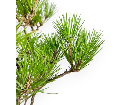 Pinus Thunbergii - Pino Nero - 49 cm