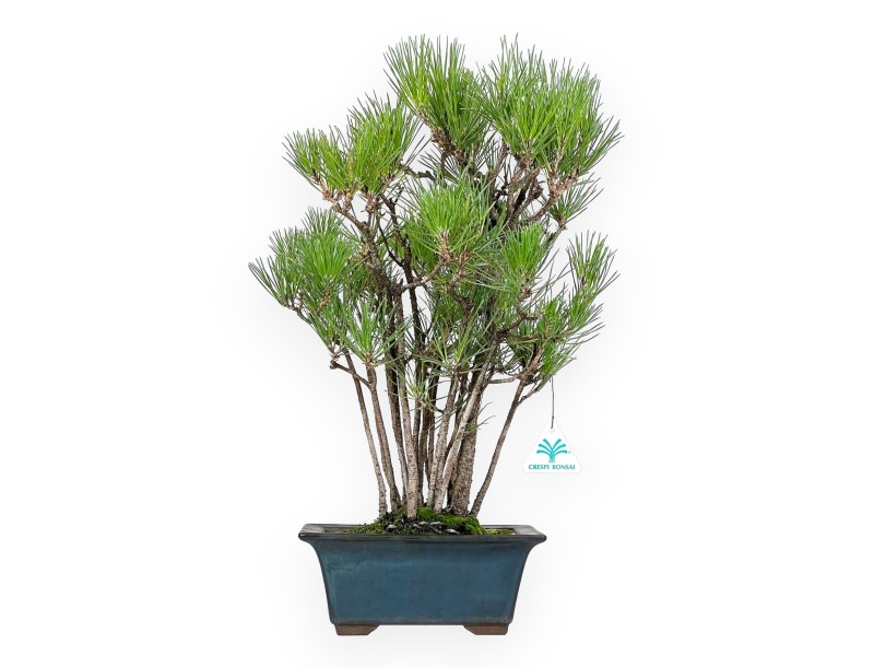 Pinus Thunbergii - Black Pine - 49 cm