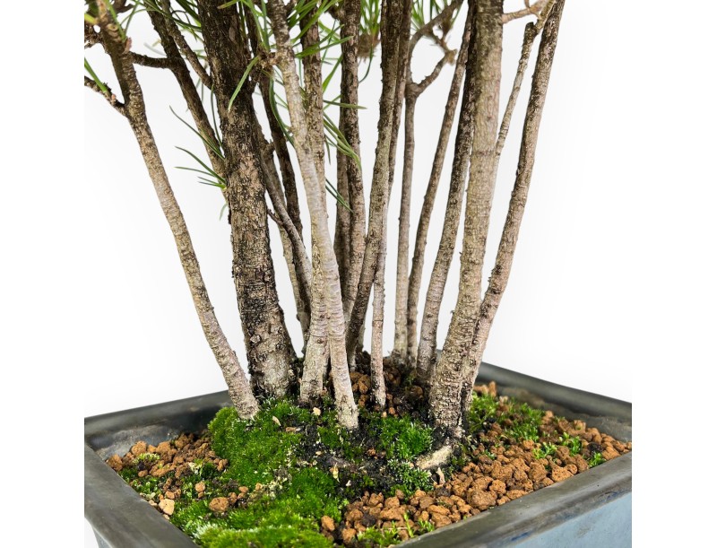 Pinus Thunbergii - Pino Nero - 49 cm