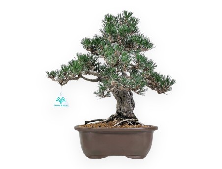 Pinus Thunbergii - Pino Nero - 41 cm