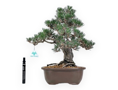 Pinus Thunbergii - Black Pine - 41 cm