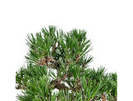Pinus Thunbergii - Pino Negro - 41 cm