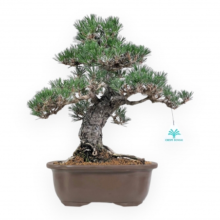 Pinus Thunbergii - Pino Negro - 41 cm