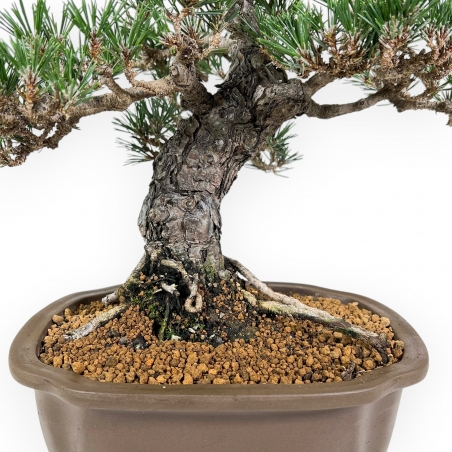 Pinus Thunbergii - Pino Nero - 41 cm