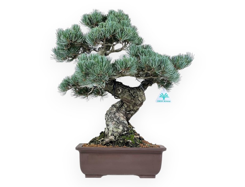 Pinus Pentaphylla - Pine five needles - 51 cm
