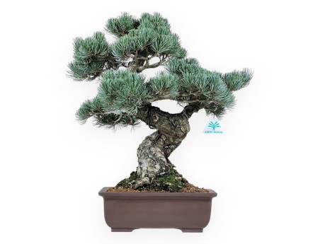Pinus Pentaphylla - Pino - 51 cm