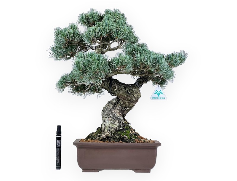 Pinus Pentaphylla - Den - 51 cm