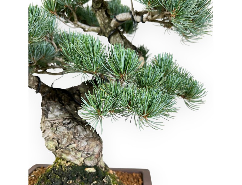 Pinus Pentaphylla - Pino a cinque aghi - 51 cm