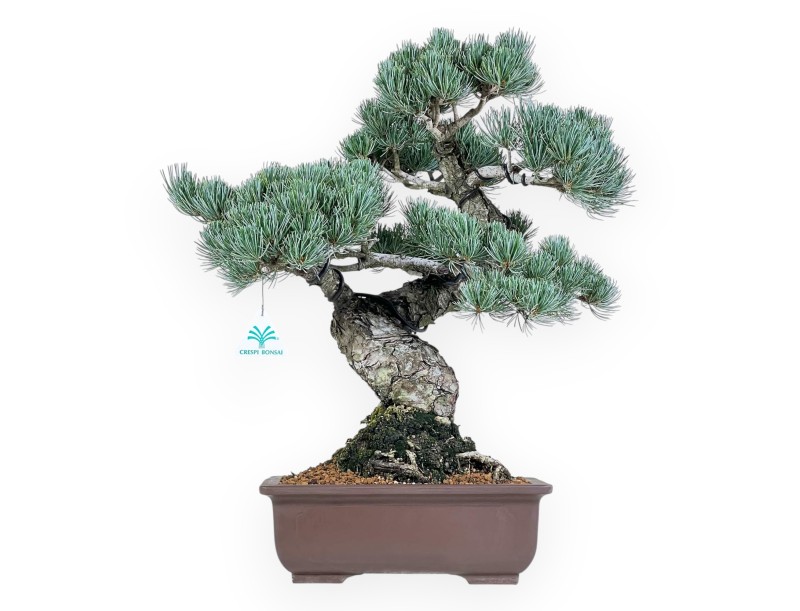 Pinus Pentaphylla - Kiefern - 51 cm