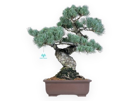 Pinus Pentaphylla - Kiefern - 51 cm