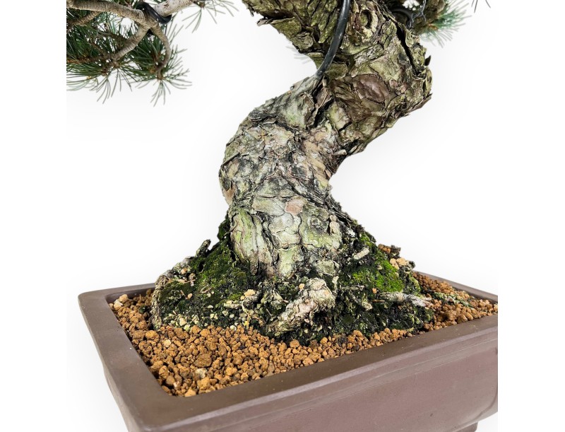 Pinus Pentaphylla - Kiefern - 51 cm