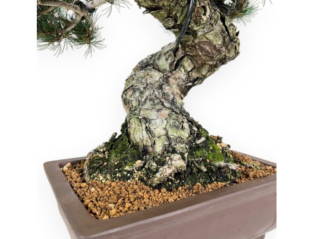 Pinus Pentaphylla - Pine five needles - 51 cm