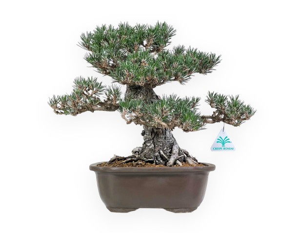 Pinus Thunbergii - Pino Negro - 36 cm