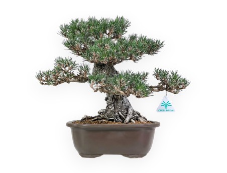 Pinus Thunbergii - Schwarz Kiefern - 36 cm