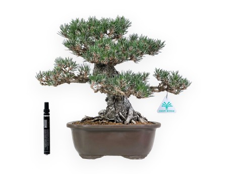 Pinus Thunbergii - Pino Nero - 36 cm